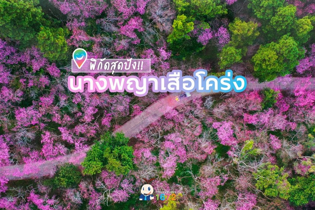 🌸พิกัดสุดปัง ชมดอกนางพญาเสือโคร่ง🌸