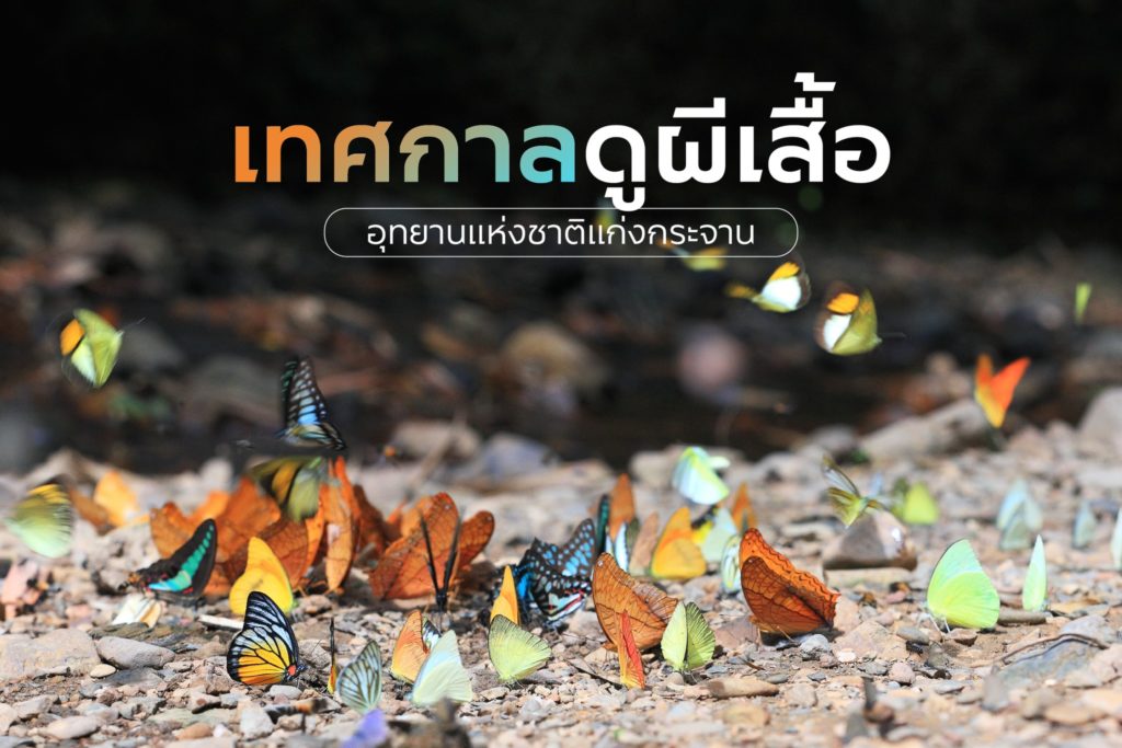 ชมผีเสื้อ ณ อุทยานแห่งชาติแก่งกระจาน🦋