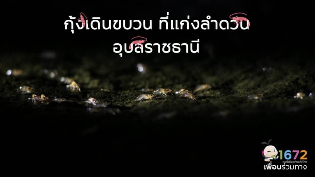 ✨ กุ้งเดินขบวน ที่แก่งลำดวน ✨