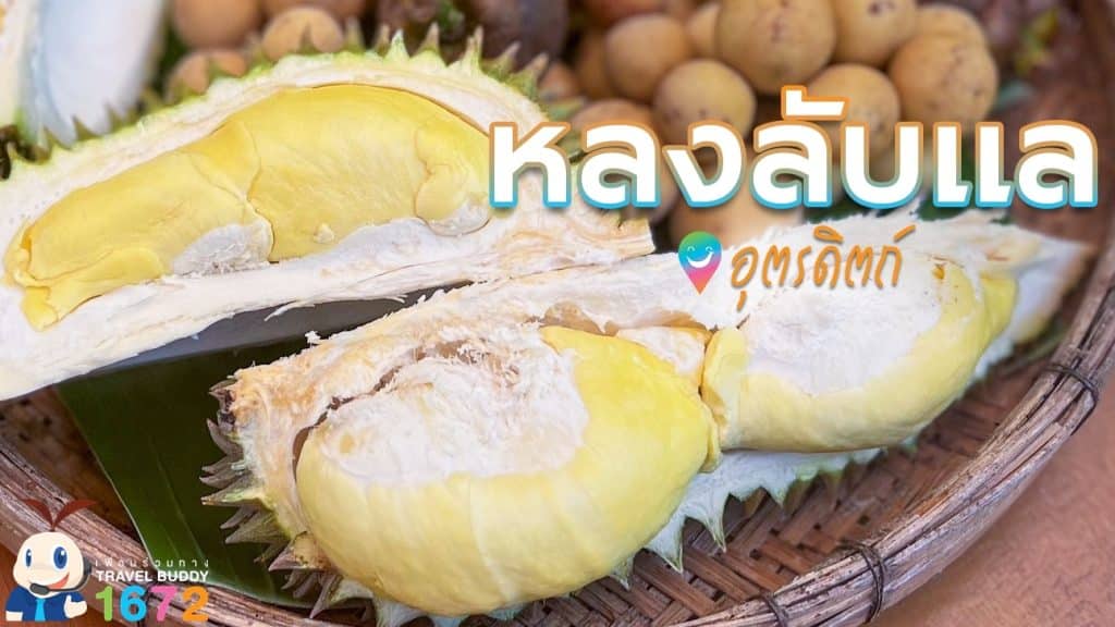 🌳ทุเรียนหลงลับแล 🌳