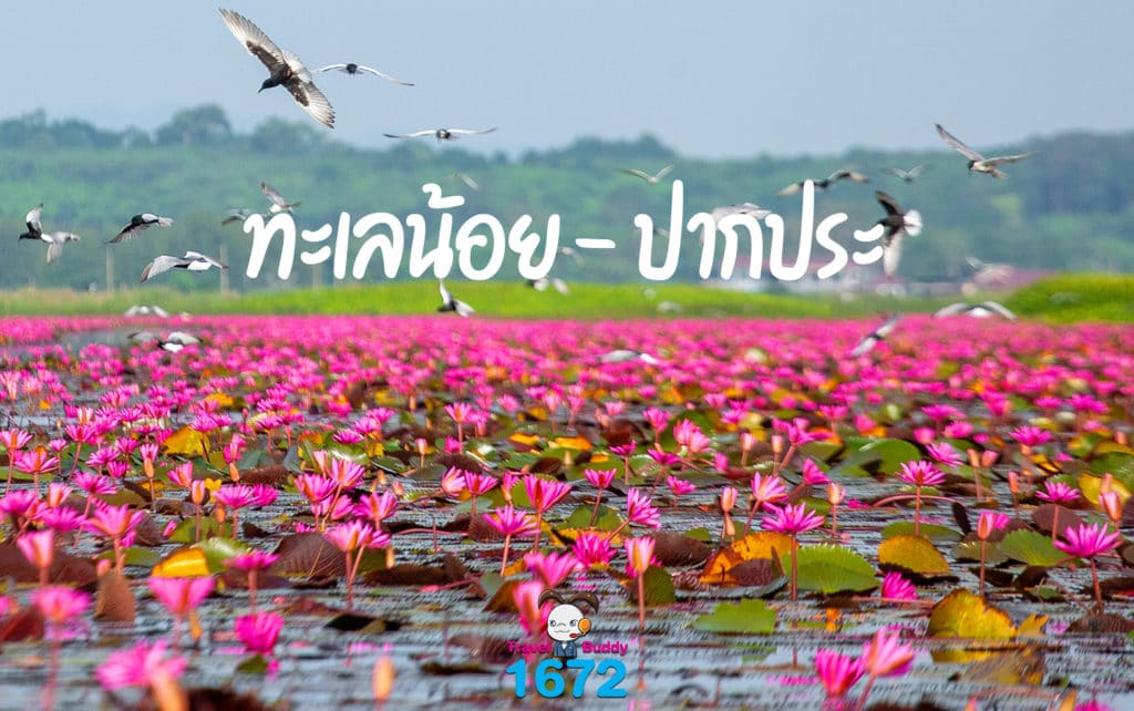 ✨ ทะเลน้อย – ปากประ : พัทลุง✨
