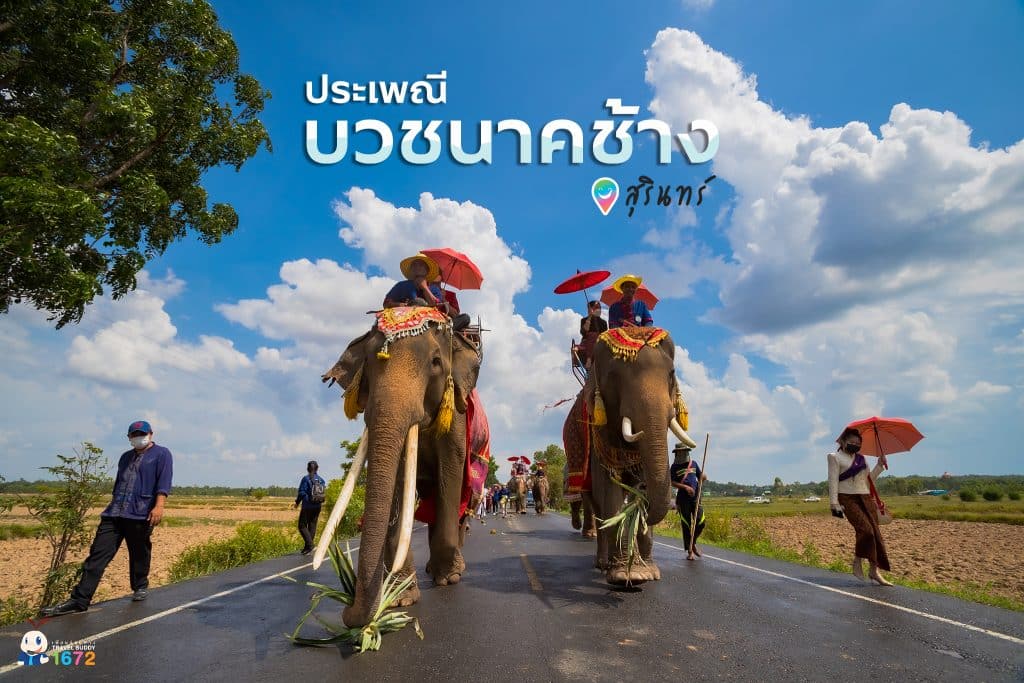 ✨ ประเพณีบวชนาคช้าง จังหวัดสุรินทร์ ✨