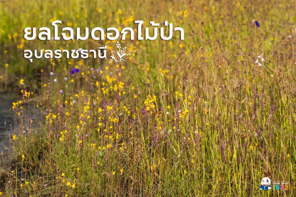 🌼 ยลโฉมดอกไม้ป่า อุบลราชธานี 🌼