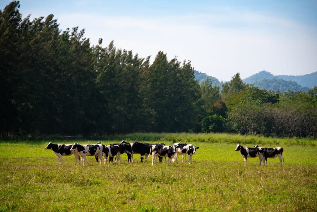 ฟาร์มโชคชัย นครราชสีมา