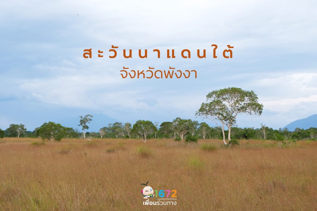 🌳สะวันนาแดนใต้ เกาะพระทอง จังหวัดพังงา🌳