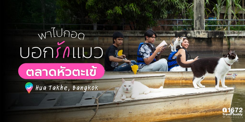 พาไปกอด บอกรักแมว ตลาดหัวตะเข้ กรุงเทพมหานคร