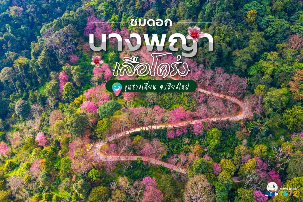 🌸ชมดอกนางพญาเสือโคร่ง @ขุนช่างเคี่ยน เชียงใหม่🌸