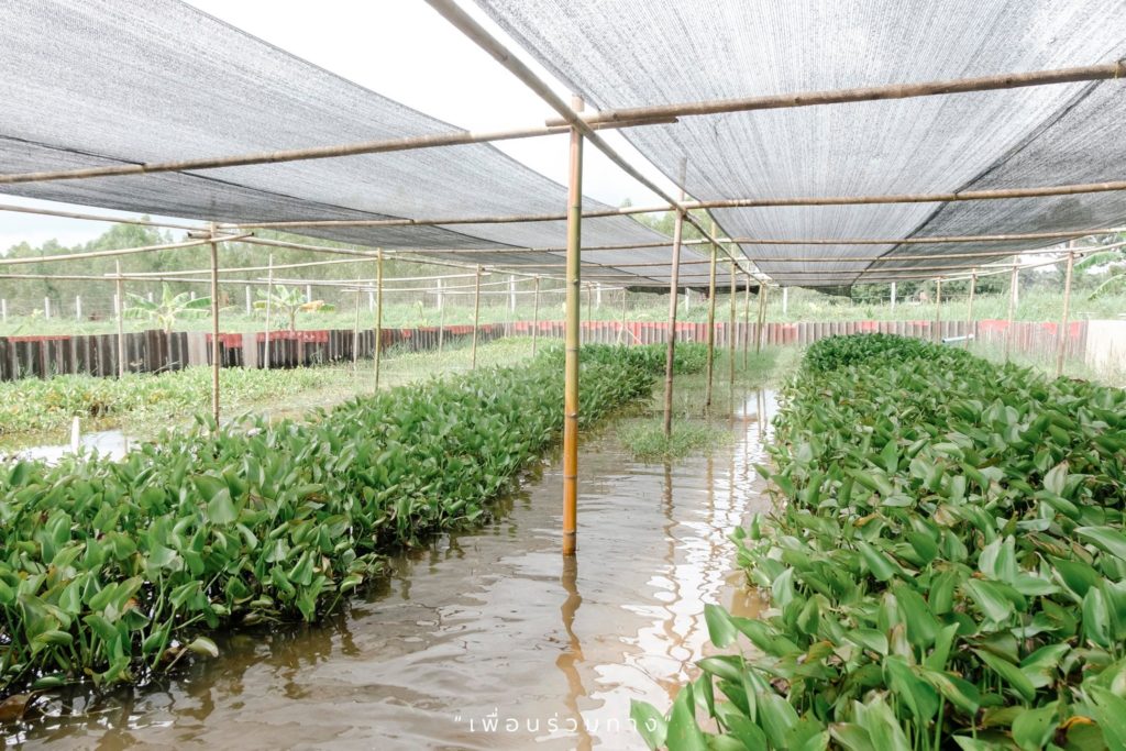 ที่เที่ยวยโสธร