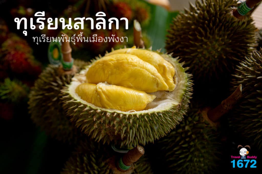 ทุเรียนสาลิกา ทุเรียนพันธุ์พื้นเมืองพังงา