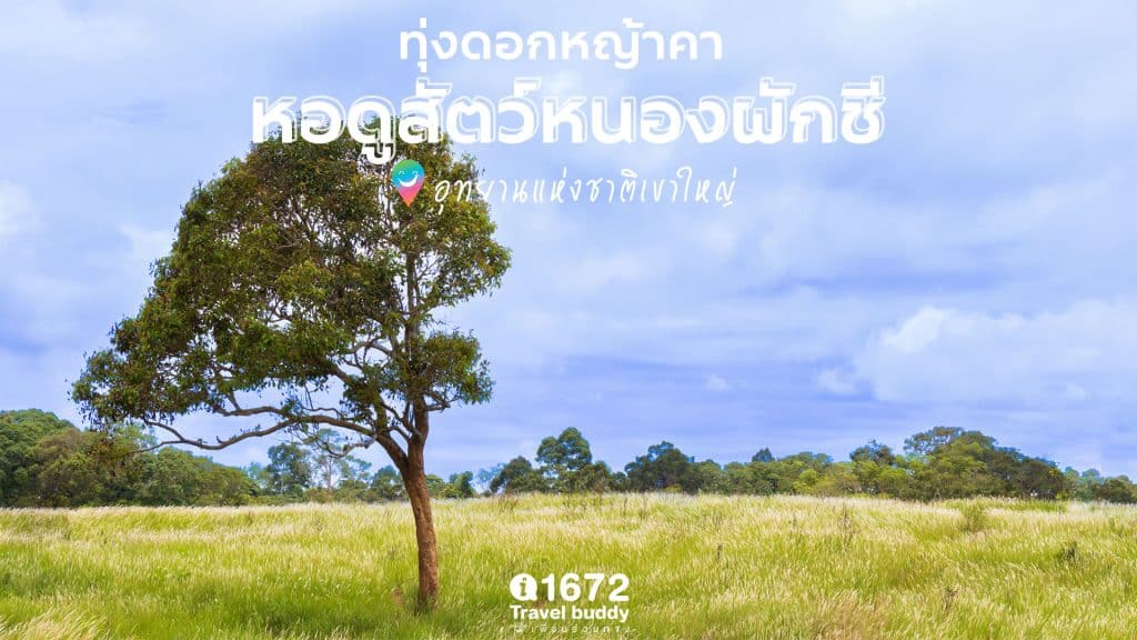 ทุ่งดอกหญ้าคา หอดูสัตว์หนองผักชี อุทยานแห่งชาติเขาใหญ่