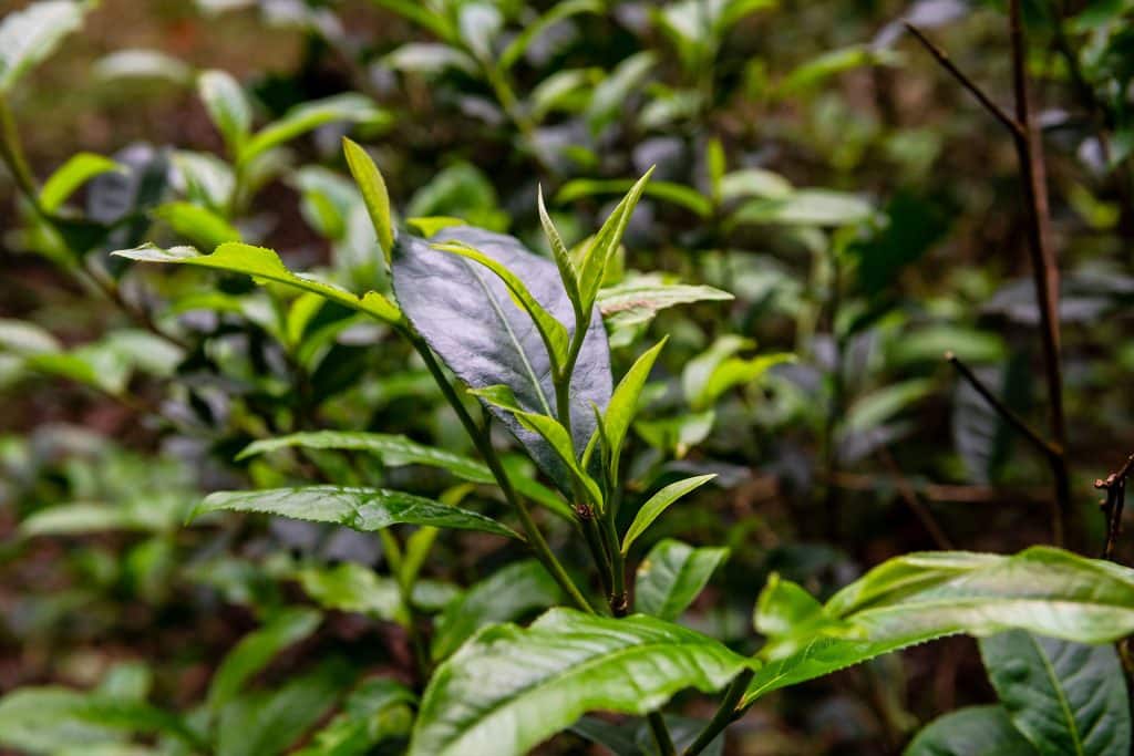 ที่เที่ยวลำปาง