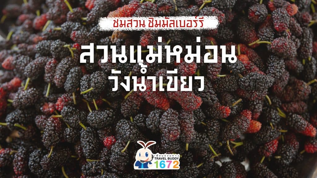 ชมสวน ชิมมัลเบอร์รี สวนแม่หม่อน วังน้ำเขียว🌿