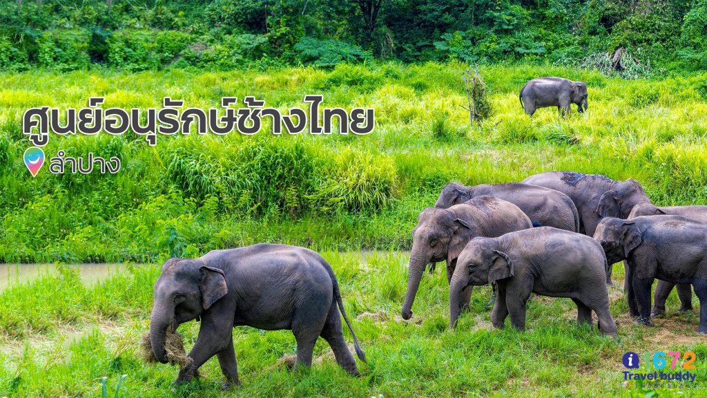 เที่ยวเรียนรู้ ดูชีวิตช้างไทย ศูนย์อนุรักษ์ช้างไทย ลำปาง