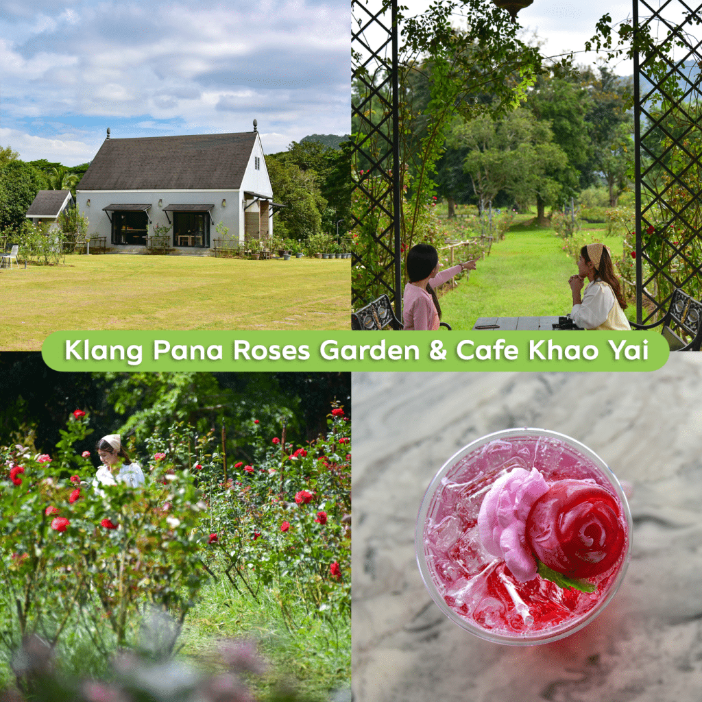 🌥🌬เส้นทางดอกไม้ ปากช่อง – วังน้ำเขียว✨