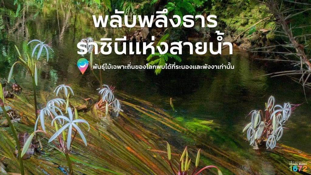 พลับพลึงธาร…ราชินีแห่งสายน้ำ ✨