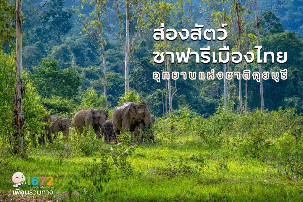 ส่องสัตว์ซาฟารีเมืองไทย อุทยานแห่งชาติกุยบุรี 🐘🌿