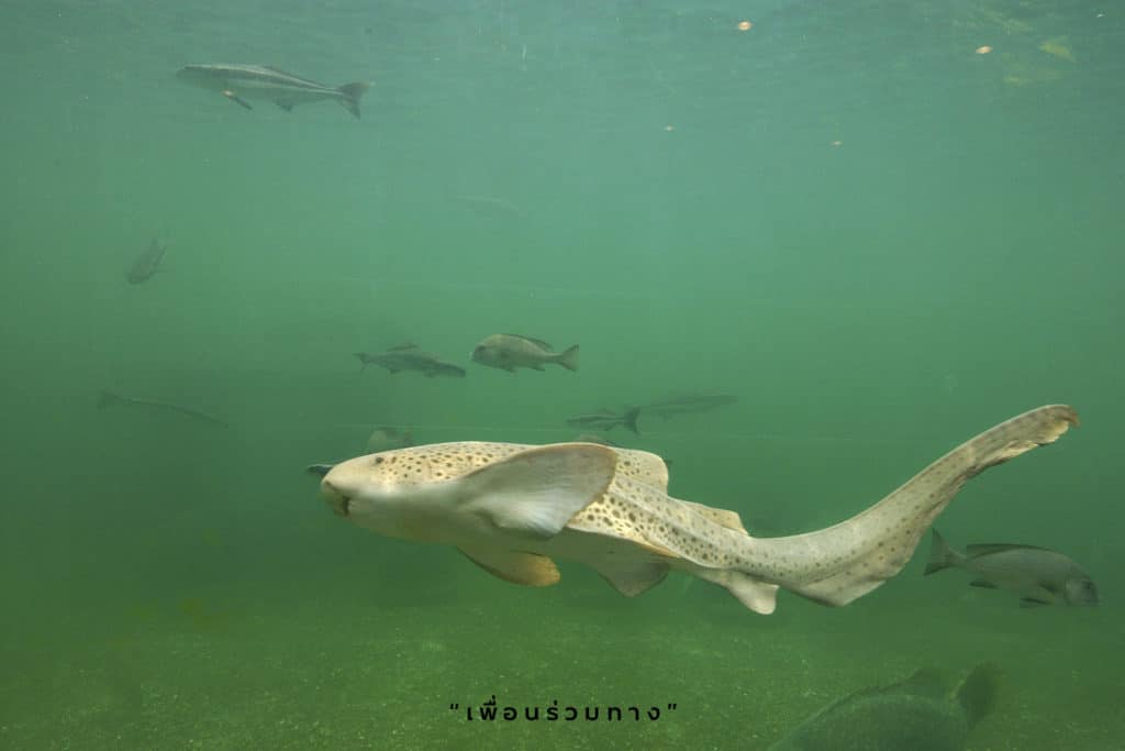 ที่เที่ยวระยอง