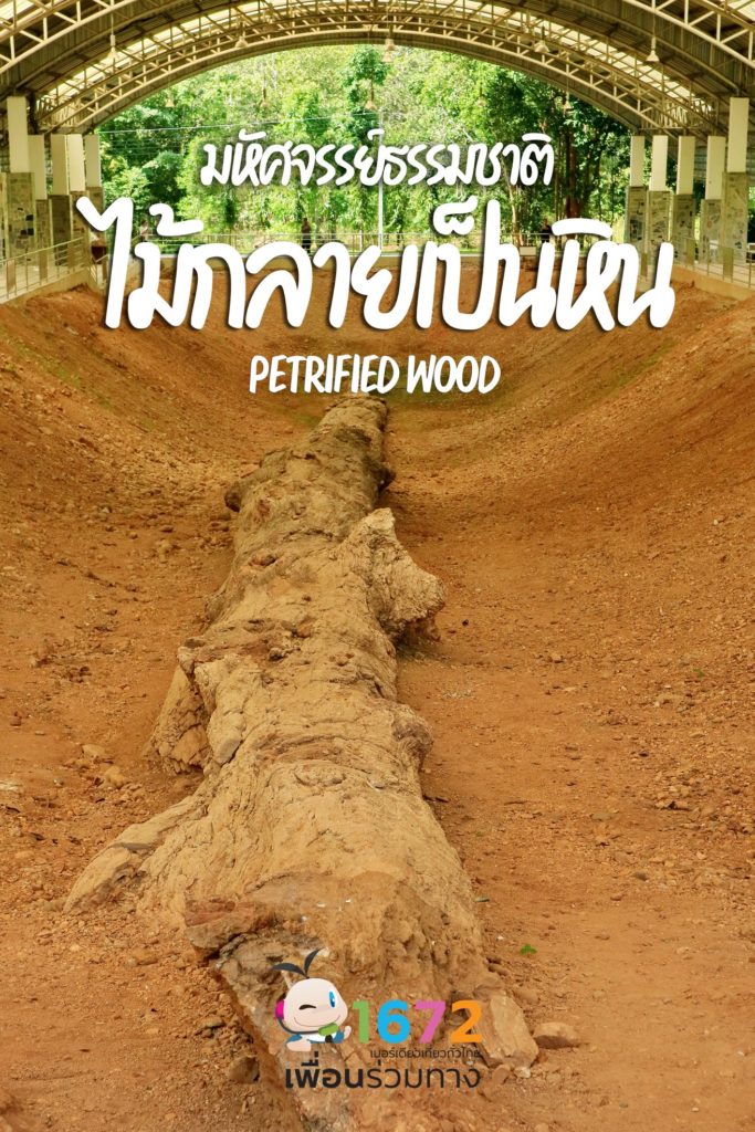 📝 ทำความรู้จัก ไม้กลายเป็นหิน 📝