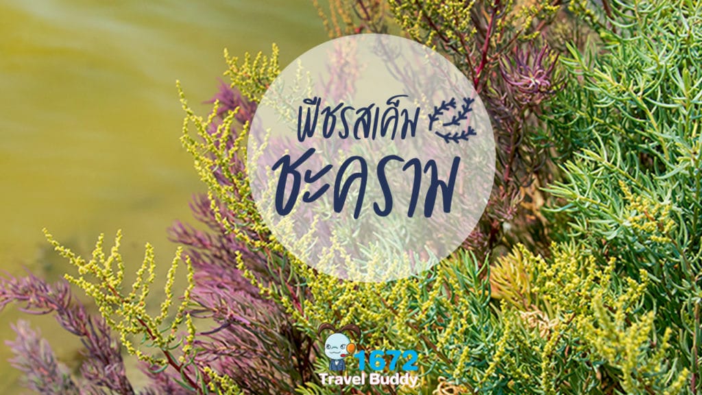 🌿 พืชรสเค็ม…ชะคราม 🌿