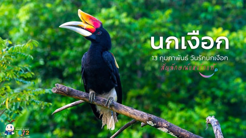 นกเงือก…สัญลักษณ์แห่งรักแท้ 🥰🦅