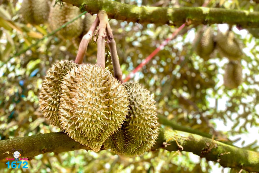 ศรีสะเกษ