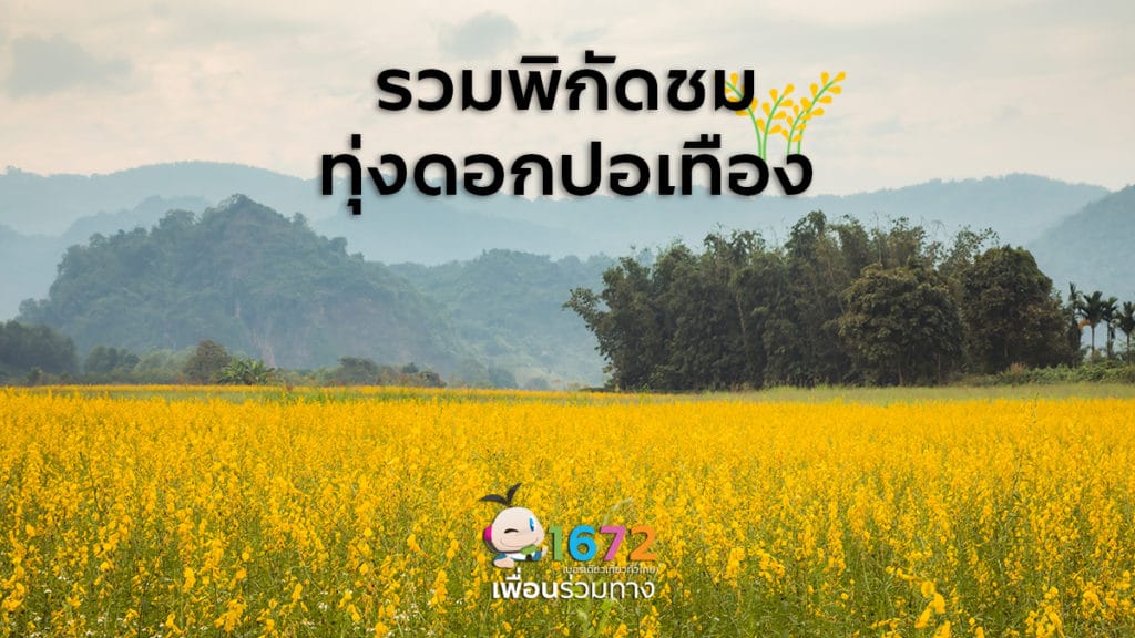 ✨ รวมพิกัดชมทุ่งดอกปอเทือง ✨