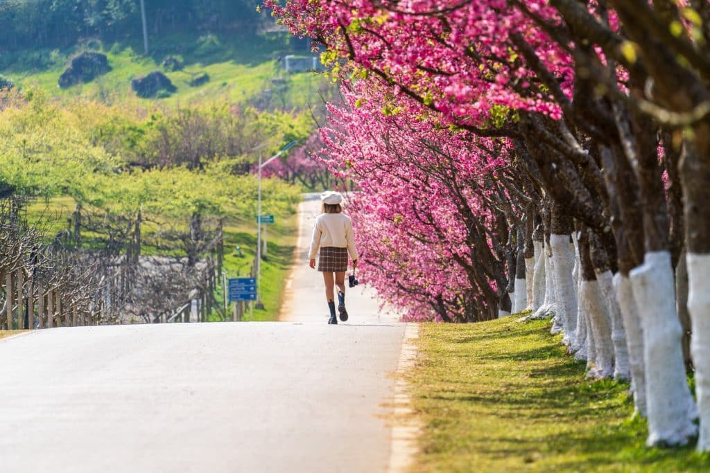 🌸สถานีเกษตรหลวงอ่างขาง🌸