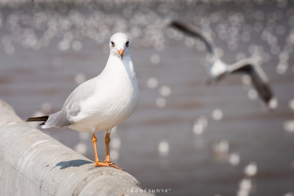 สมุทรปราการ